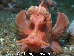 taken with canon G9... by Chong Hanwan 